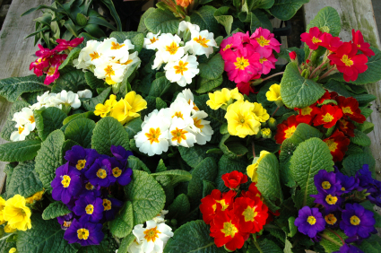 A large bunch of colorful flowers.